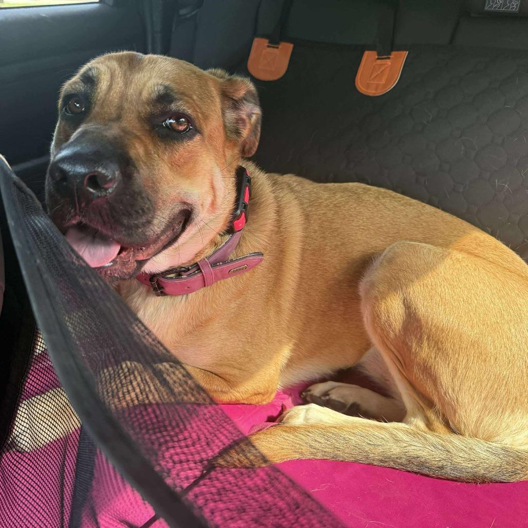 Enlarge Hida (Ripple), a Adoptable Mastiff in Woodstock, VA image 2/4