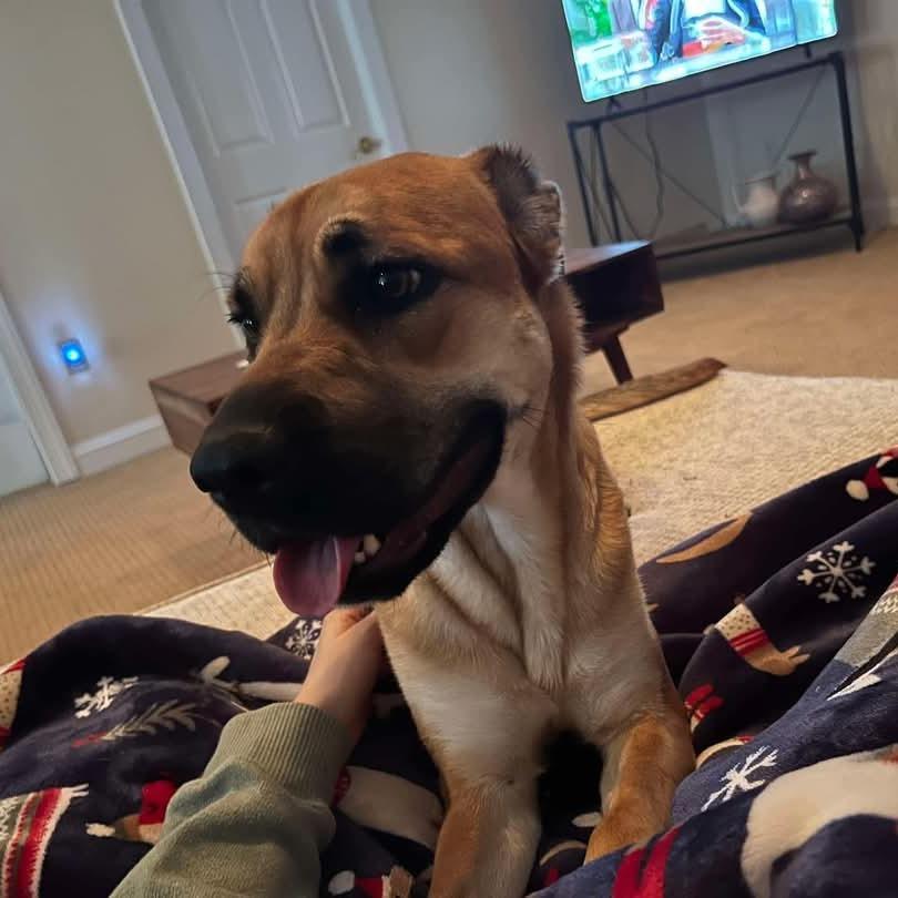 Enlarge Hida (Ripple), a Adoptable Mastiff in Woodstock, VA image 3/4