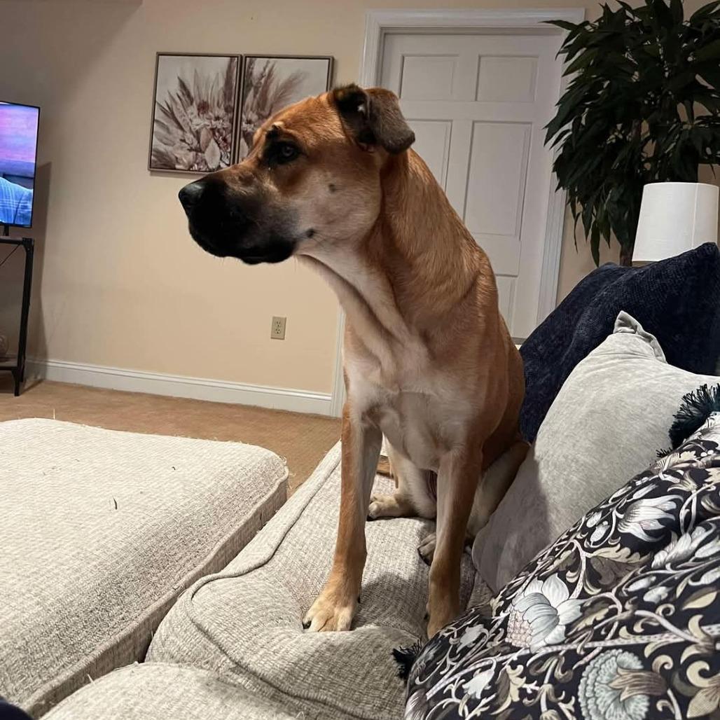 Enlarge Hida (Ripple), a Adoptable Mastiff in Woodstock, VA image 4/4