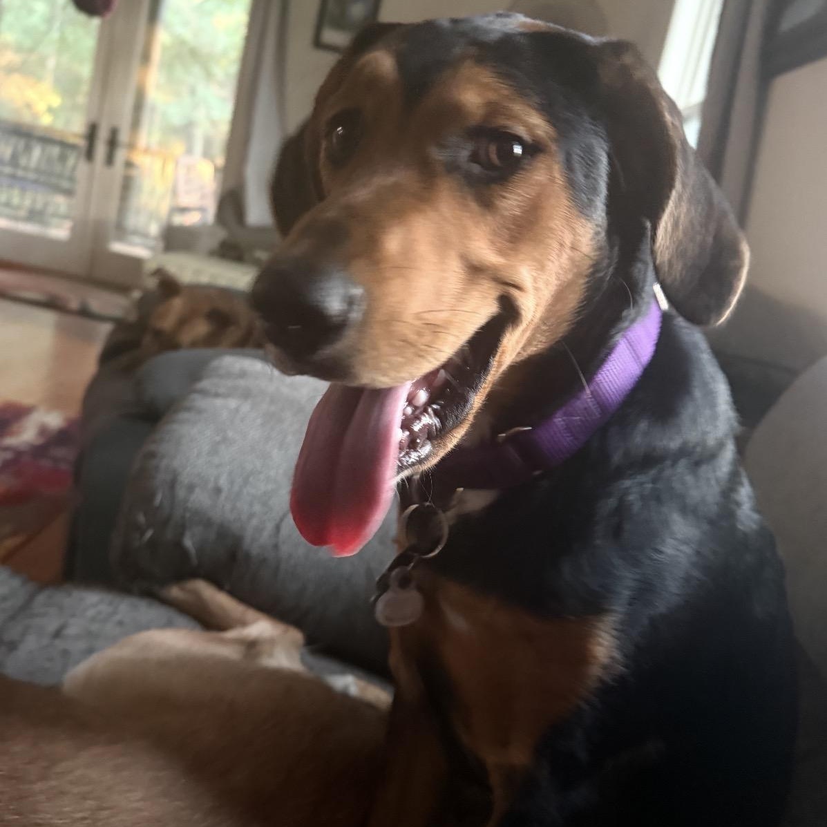Scout, ADOPTABLE, Young Female Hound.