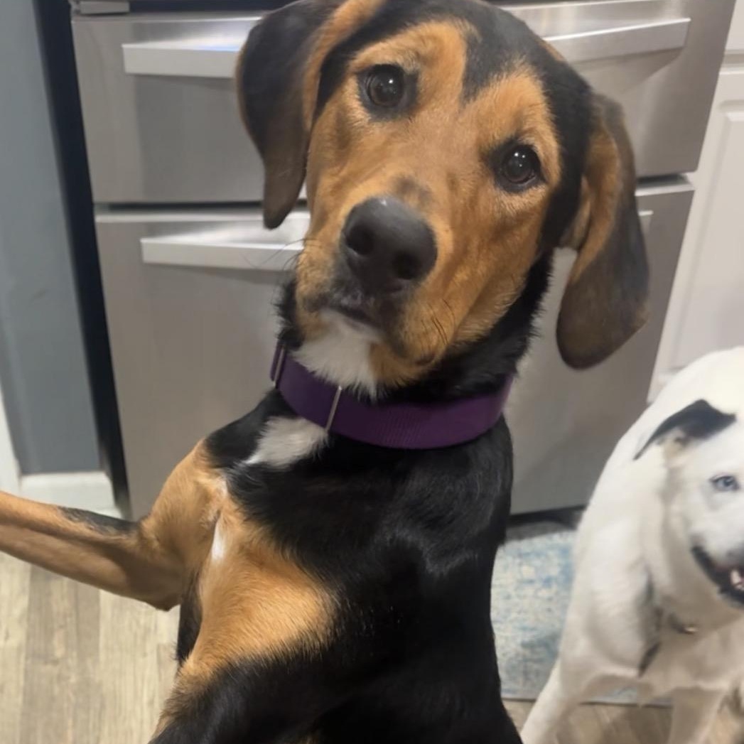 Scout, ADOPTABLE, Young Female Hound.