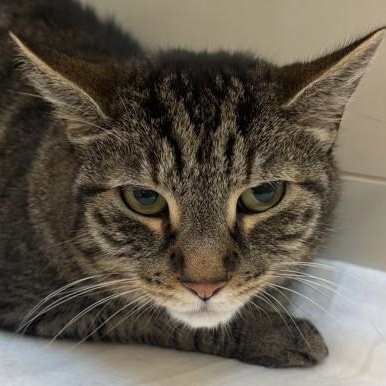 Enlarge Grey (and Blue - in foster), a ADOPTABLE Domestic Short Hair in Santa Cruz, CA image 3/3