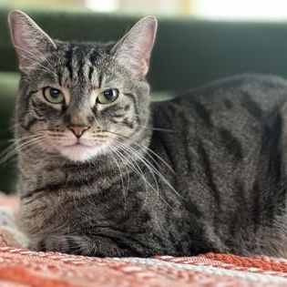 Grey (and Blue - in foster), ADOPTABLE, Senior Male Domestic Short Hair.