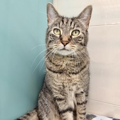Enlarge Grey (and Blue - in foster), a ADOPTABLE Domestic Short Hair in Santa Cruz, CA image 2/3