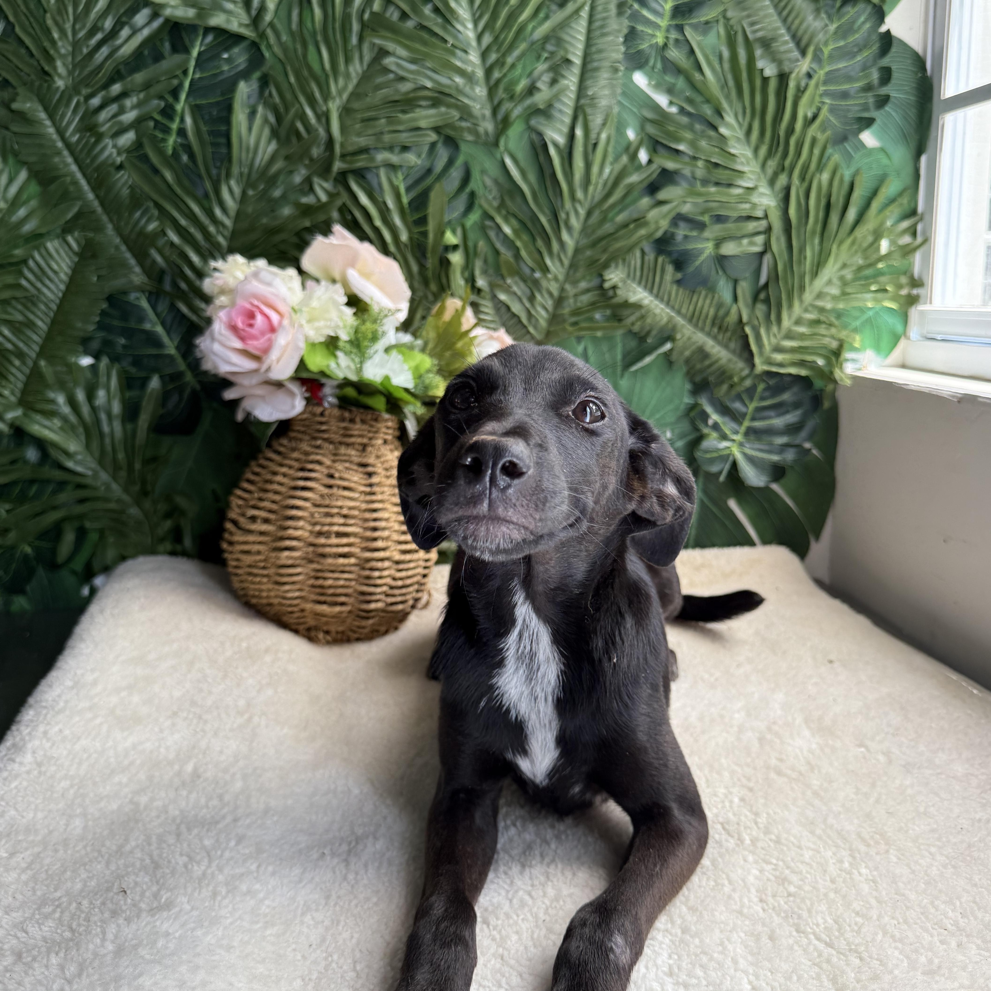 Licorice, an adoptable Mixed Breed in Whitby, ON, L1N 6S1 | Photo Image 2