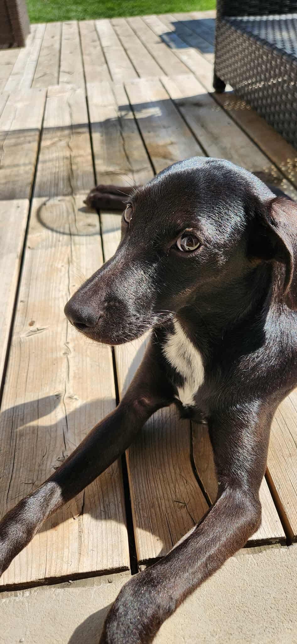 Licorice, an adoptable Mixed Breed in Whitby, ON, L1N 6S1 | Photo Image 3