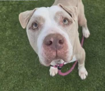 Merlin, an adoptable American Staffordshire Terrier in Portland, ME, 04101 | Photo Image 2