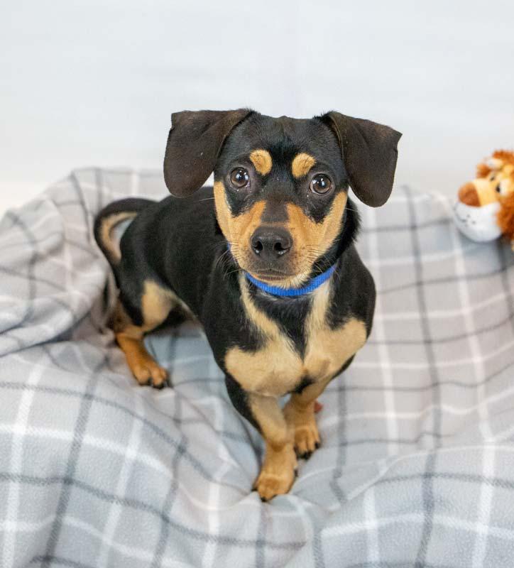 Bourbon, adoptable, Young Male Chihuahua & Dachshund.