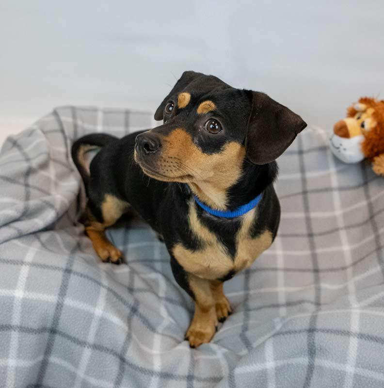 Enlarge Bourbon, an adoptable mixed breed in Kennesaw, GA image 2/6