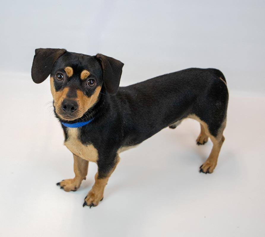 Enlarge Bourbon, an adoptable mixed breed in Kennesaw, GA image 3/6