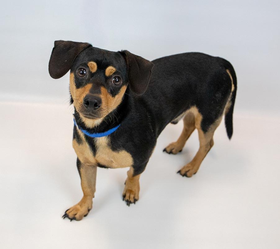 Enlarge Bourbon, an adoptable mixed breed in Kennesaw, GA image 4/6