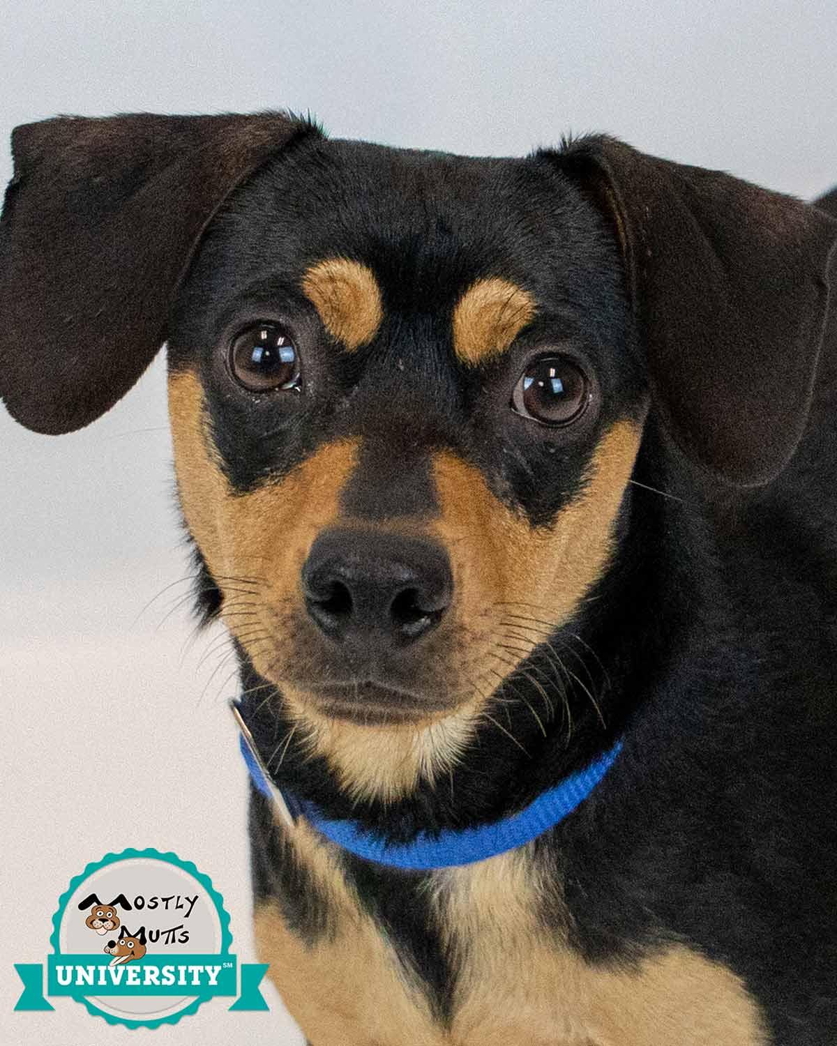 Enlarge Bourbon, an adoptable mixed breed in Kennesaw, GA image 5/6