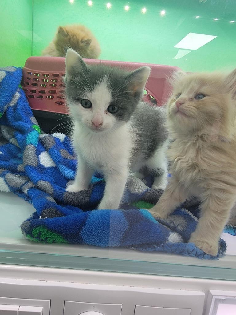 Apricot, Adopted, Kitten Male Domestic Short Hair.