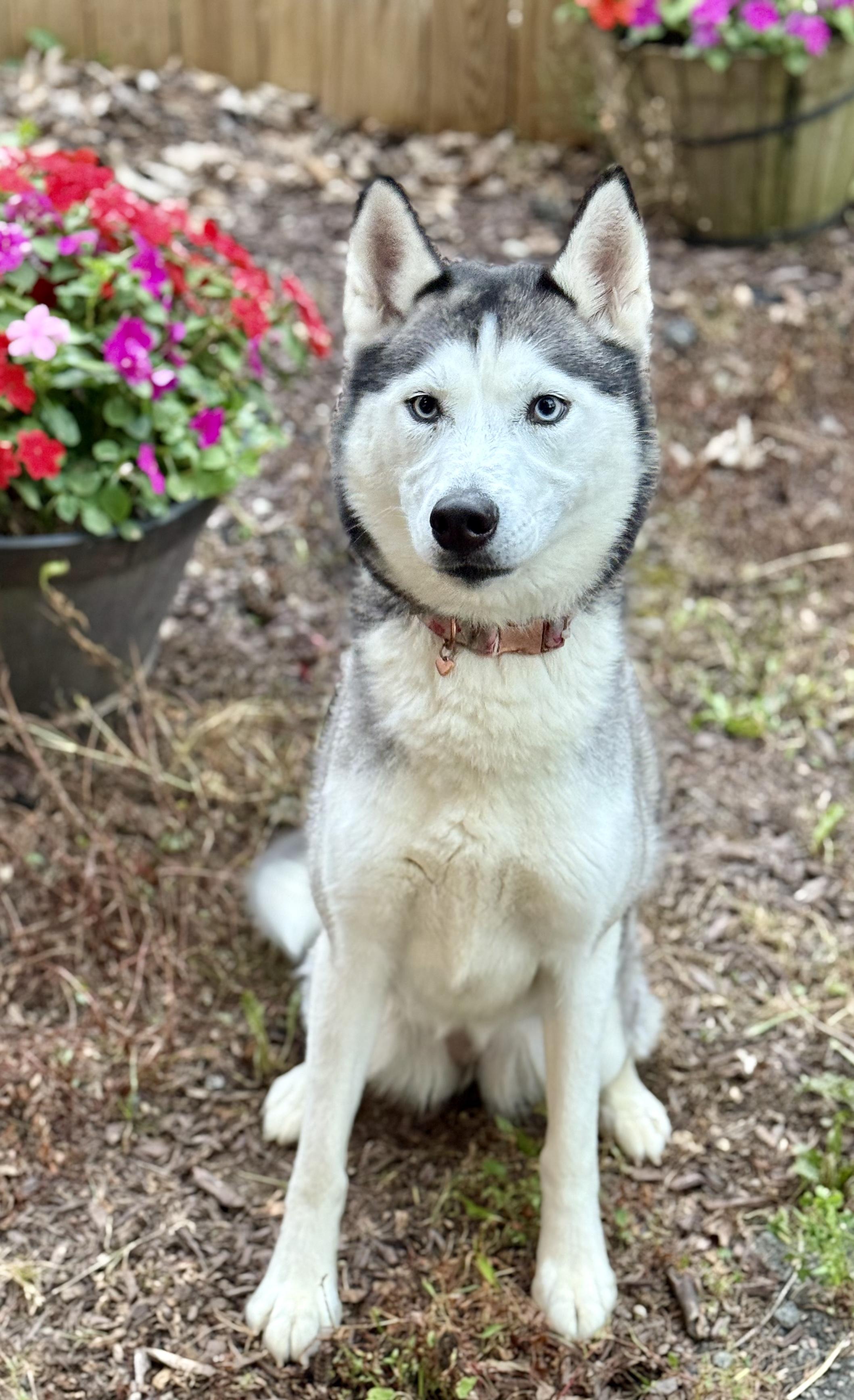 Sapphire, a Adoptable Husky in Warren, NJ image 3/5