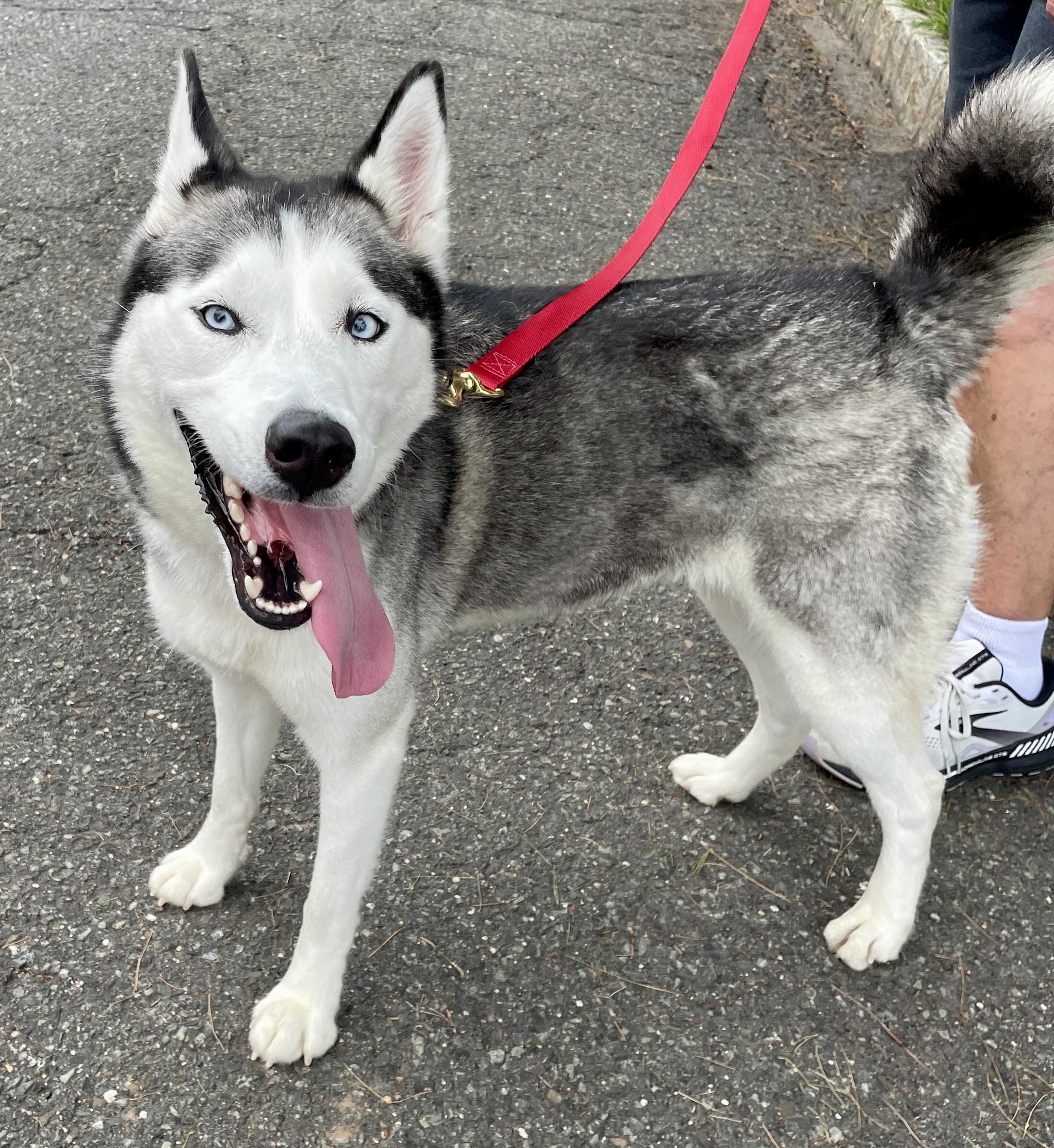 Sapphire, a Adoptable Husky in Warren, NJ image 1/5