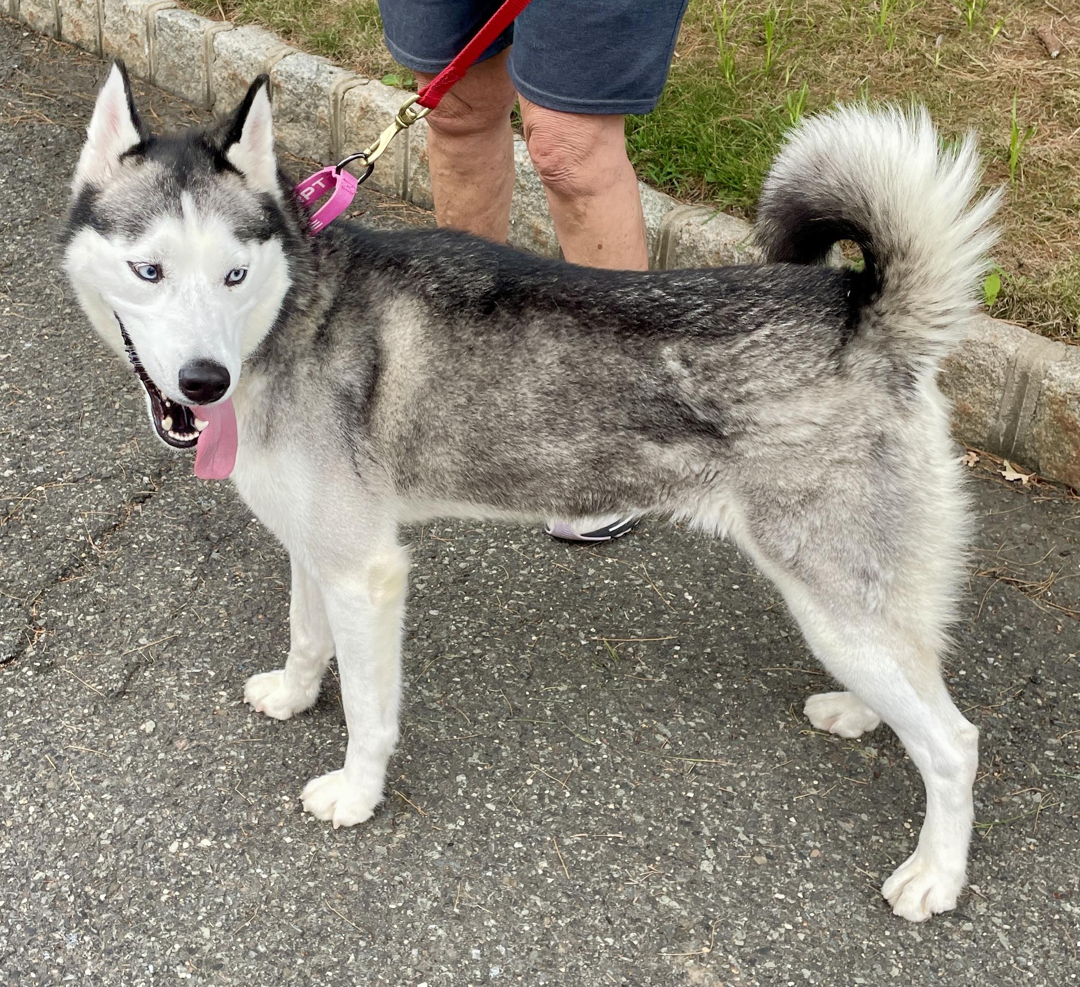 Sapphire, a Adoptable Husky in Warren, NJ image 4/5