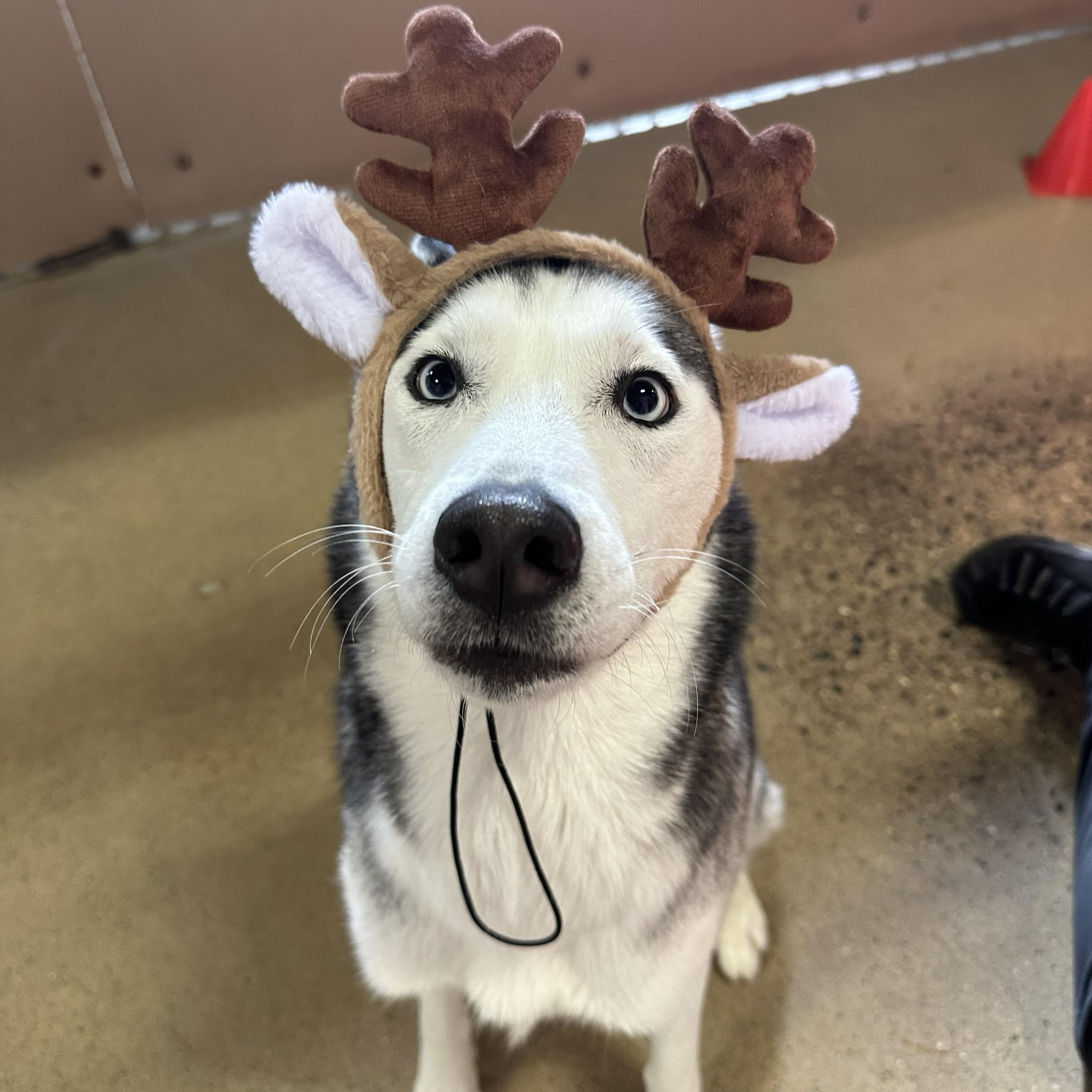 Sapphire, a Adoptable Husky in Warren, NJ image 2/5