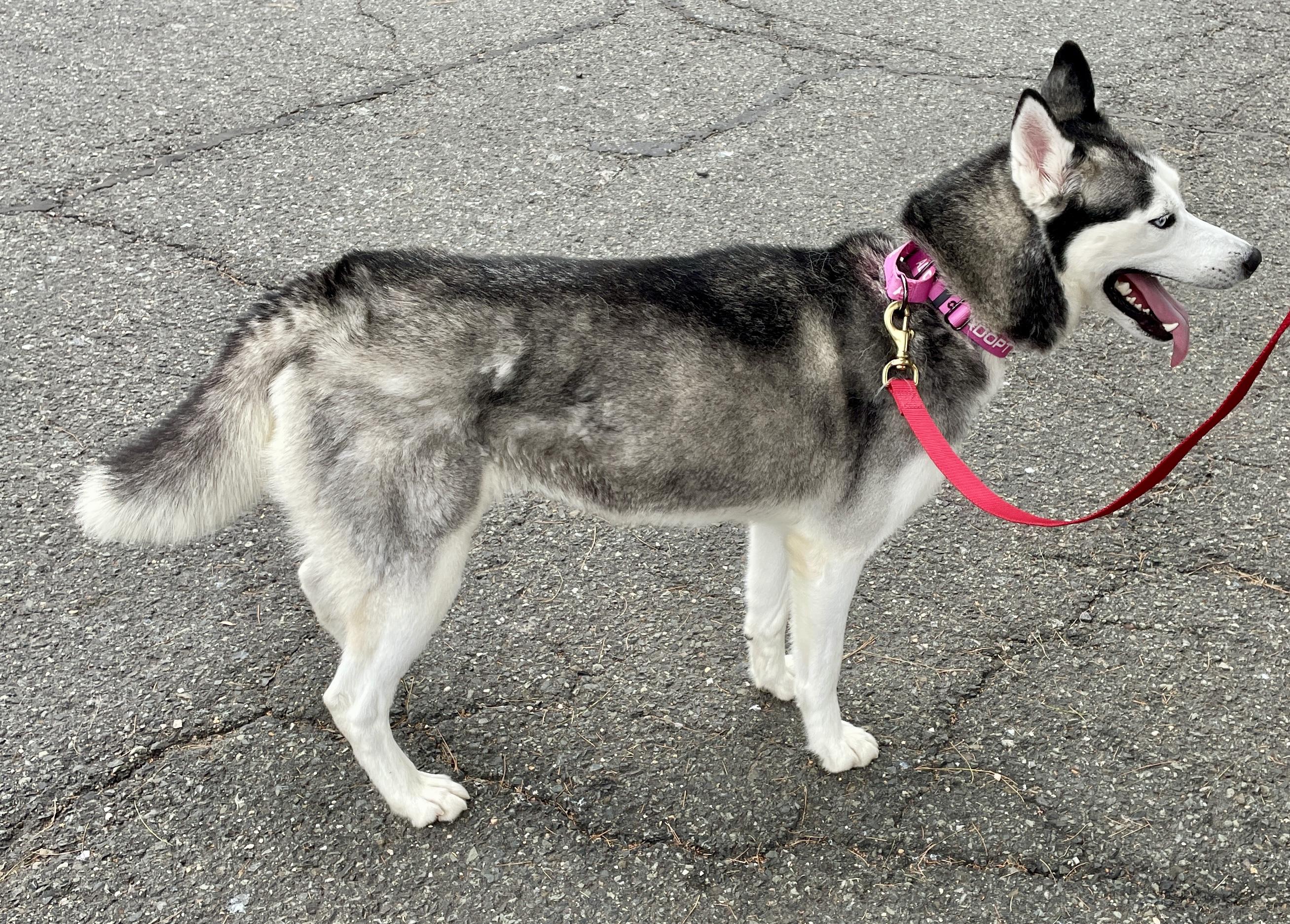 Sapphire, a Adoptable Husky in Warren, NJ image 5/5