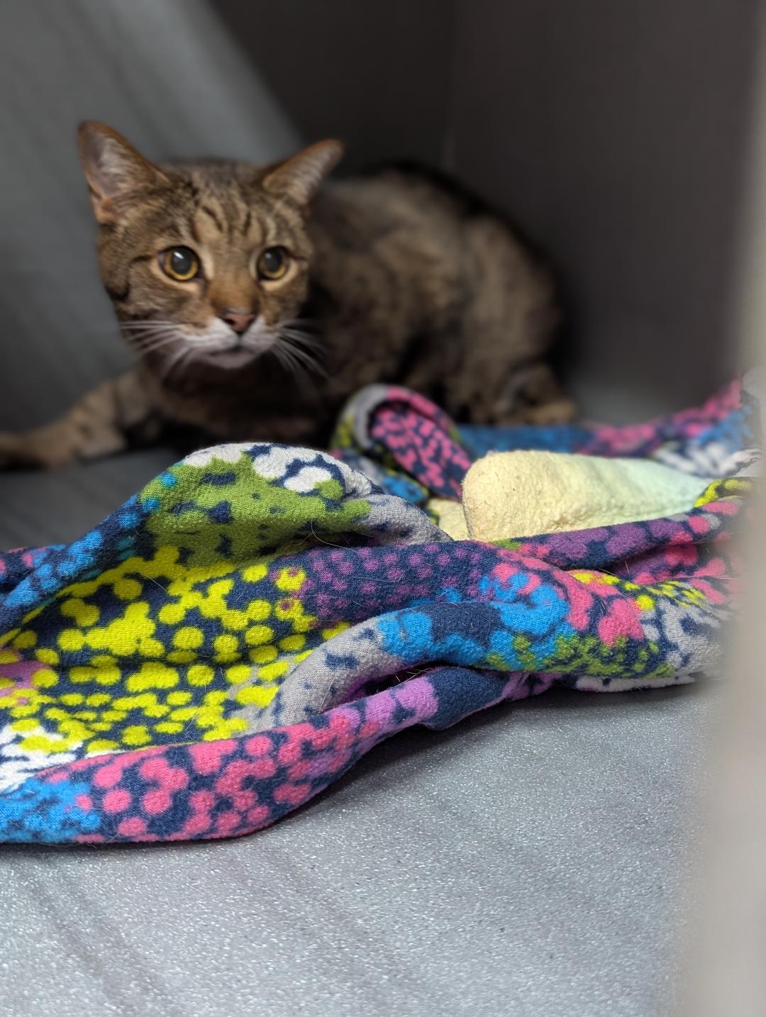 Benney, ADOPTABLE, Senior Male Domestic Short Hair.