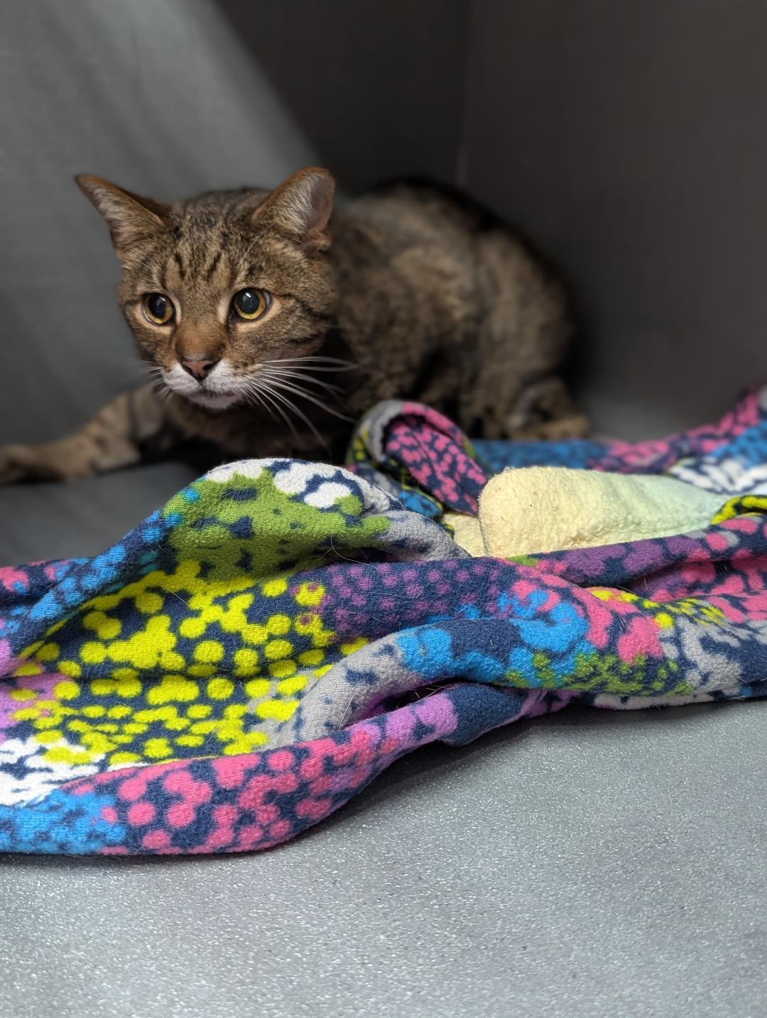 Enlarge Benney, a ADOPTABLE Domestic Short Hair in Mount Vernon, OH image 2/2