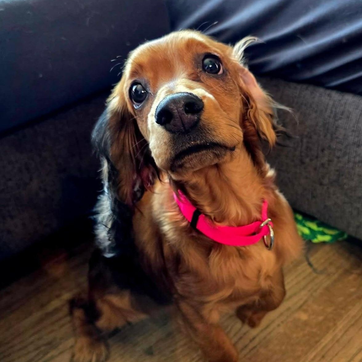 Enlarge Brynn, a Adoptable mixed breed in Omaha, NE image 2/4