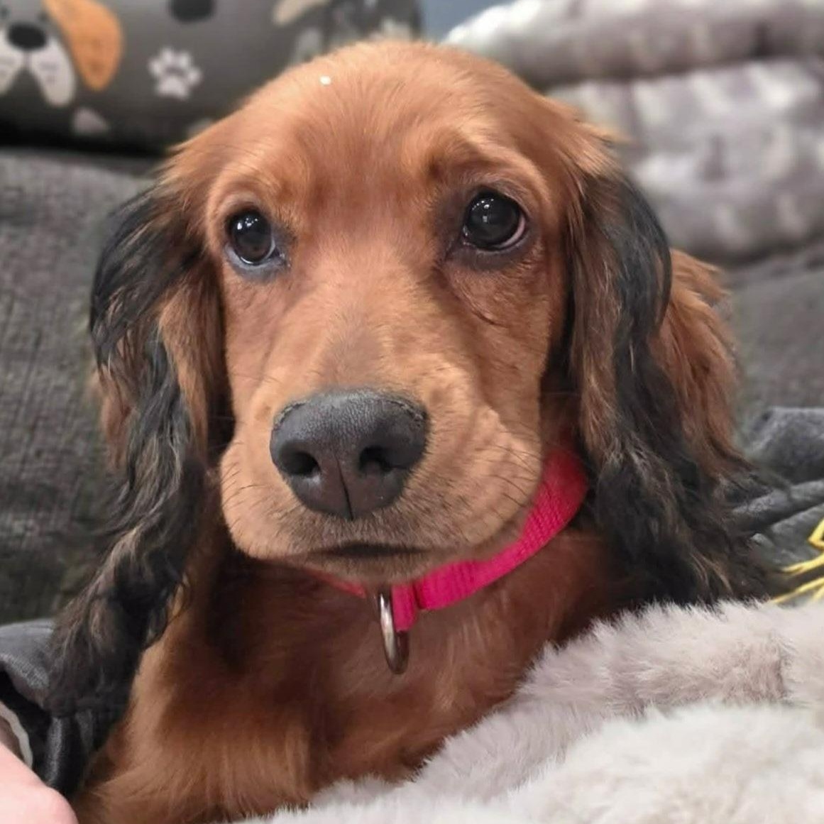 Enlarge Brynn, a Adoptable mixed breed in Omaha, NE image 1/4