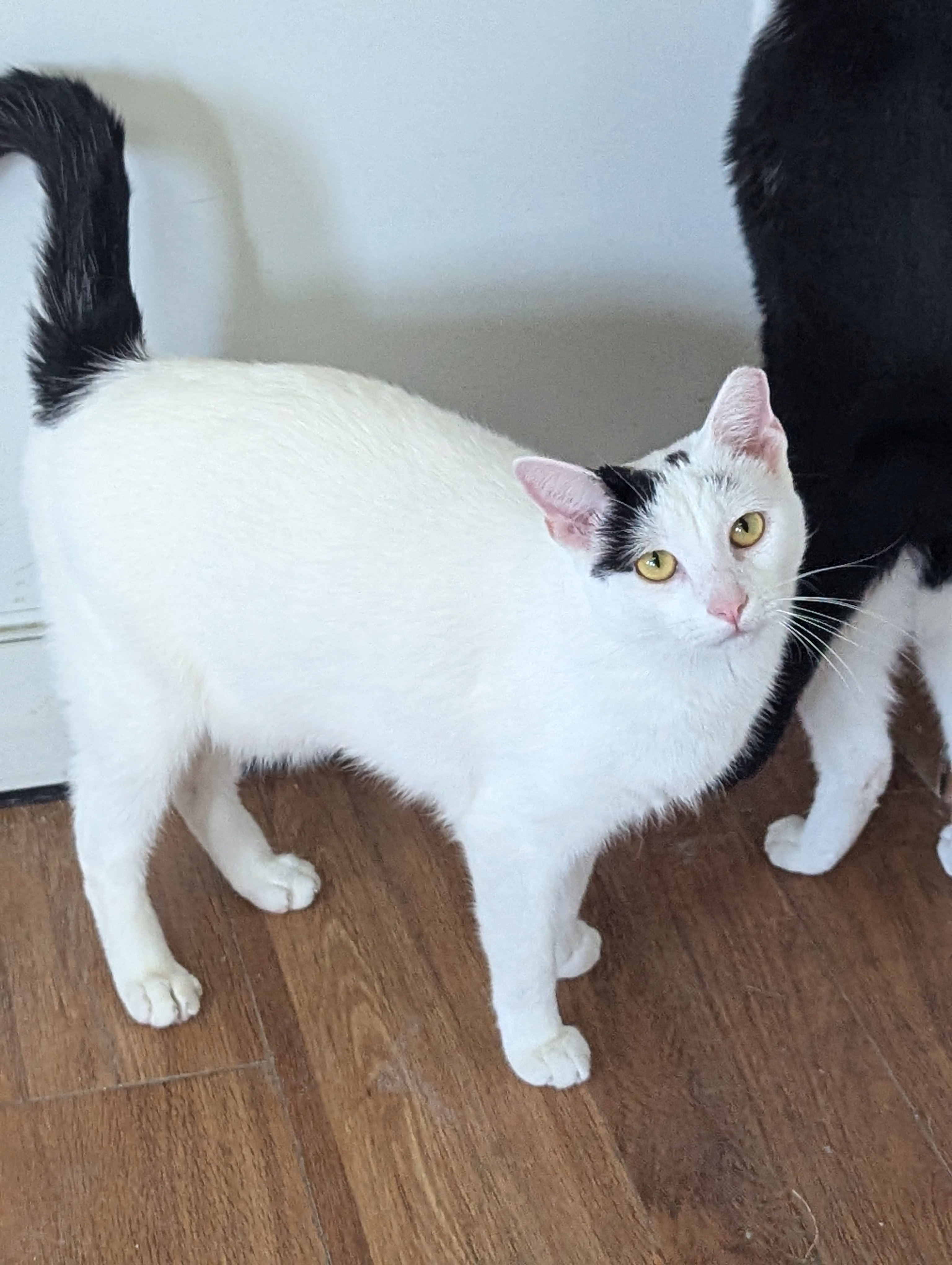 Captain Morgan, Adoptable, Young Male Domestic Short Hair.