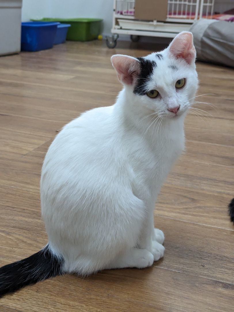 Enlarge Captain Morgan, a Adoptable Domestic Short Hair in Decatur, IL image 3/4