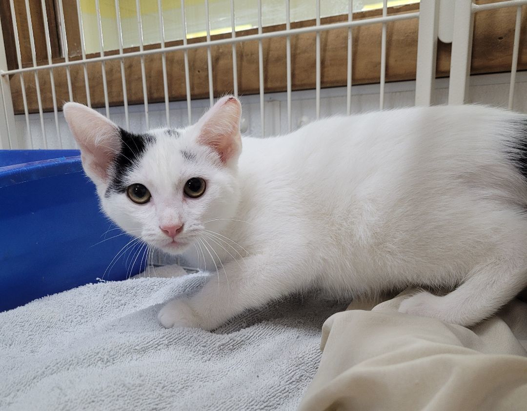 Enlarge Captain Morgan, a Adoptable Domestic Short Hair in Decatur, IL image 4/4