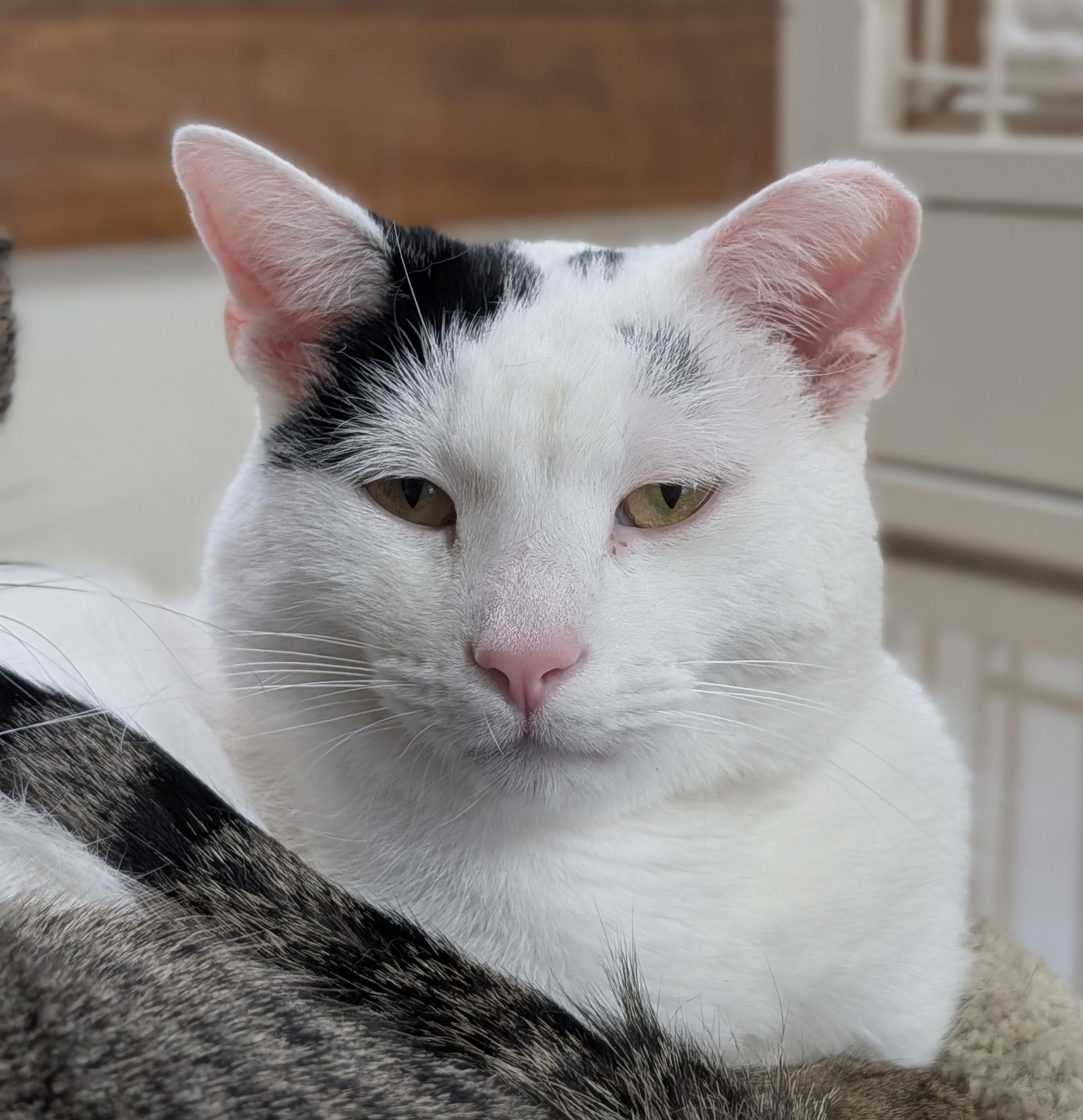 Captain Morgan, Adoptable, Adult Male Domestic Short Hair.