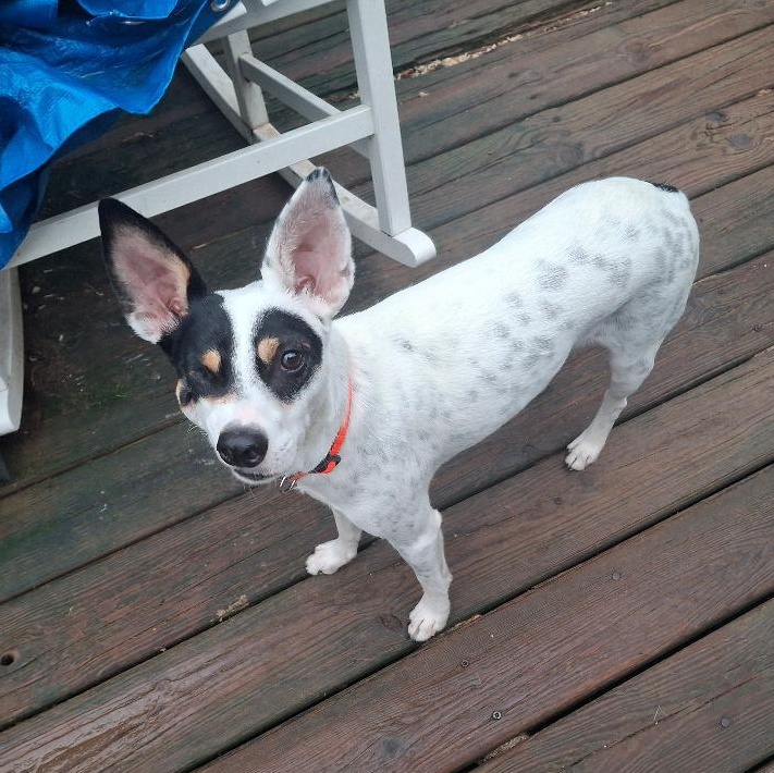Franky, a ADOPTABLE mixed breed in Homer, MI image 2/5
