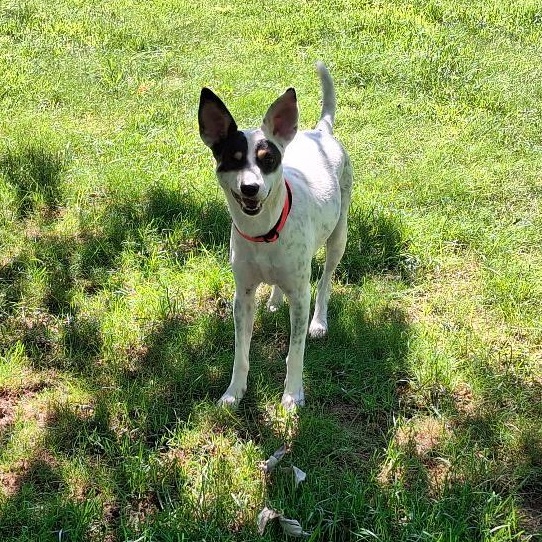 Franky, a ADOPTABLE mixed breed in Homer, MI image 3/5