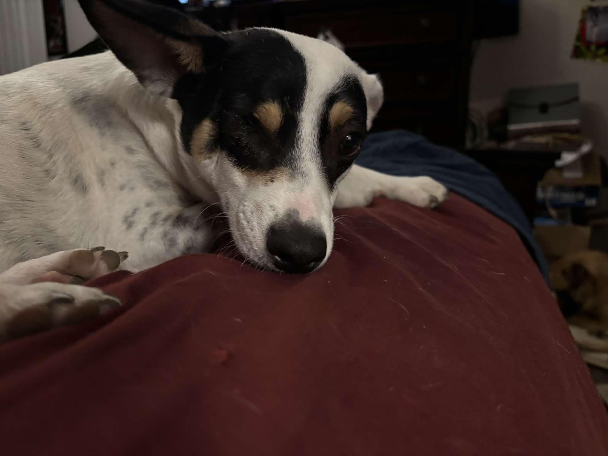 Franky, a ADOPTABLE mixed breed in Homer, MI image 5/5