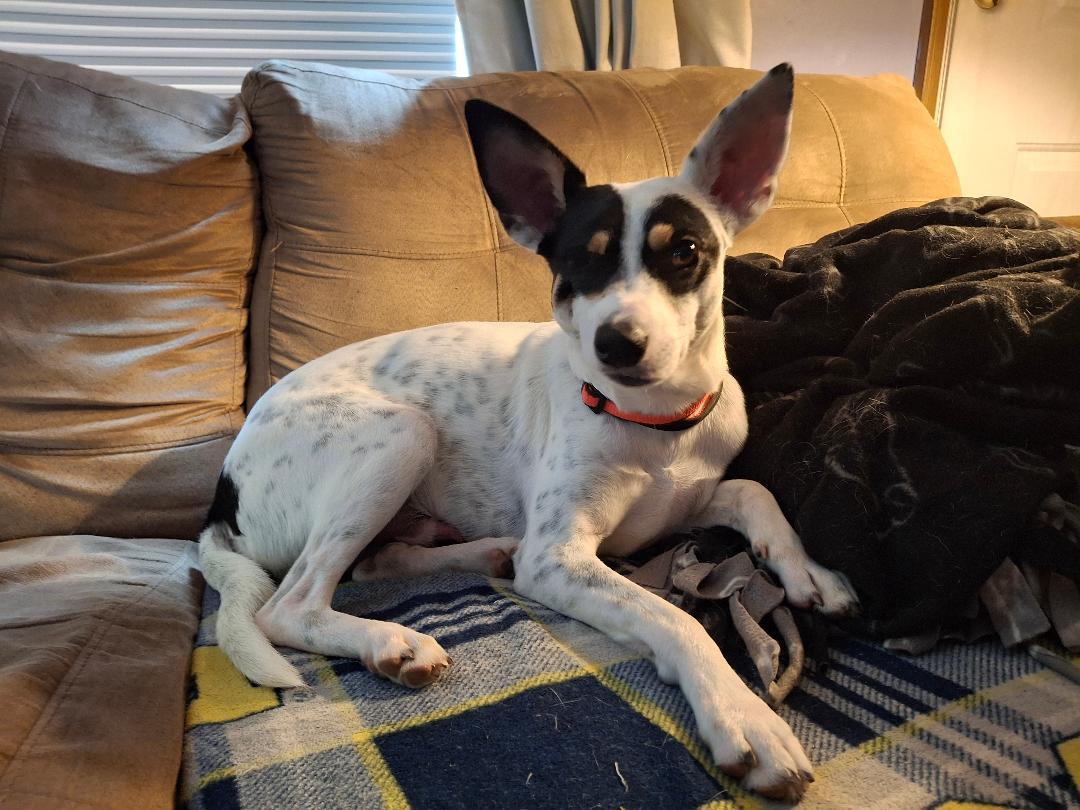 Franky, ADOPTABLE, Adult Male Chihuahua & Terrier.