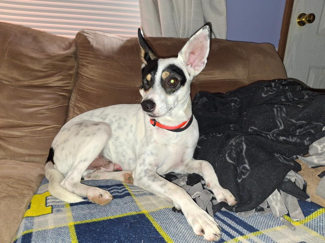 Franky, a ADOPTABLE mixed breed in Homer, MI image 4/5