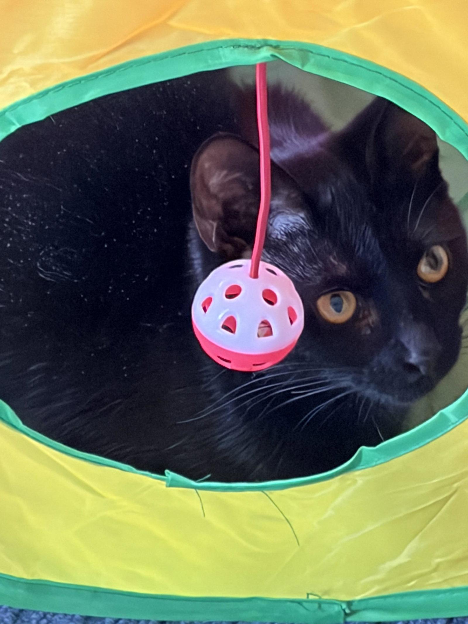 Char & Tippy:bonded (Middletown PetSmart) KC, Adopted, Young Male Domestic Short Hair.