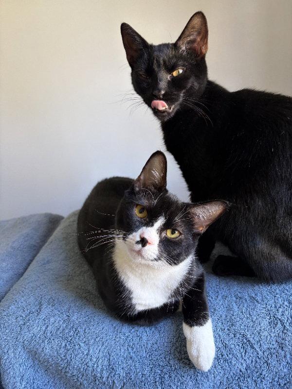 Char & Tippy:bonded (Middletown PetSmart) KC, a Adopted Domestic Short Hair in Greenville, DE image 2/3