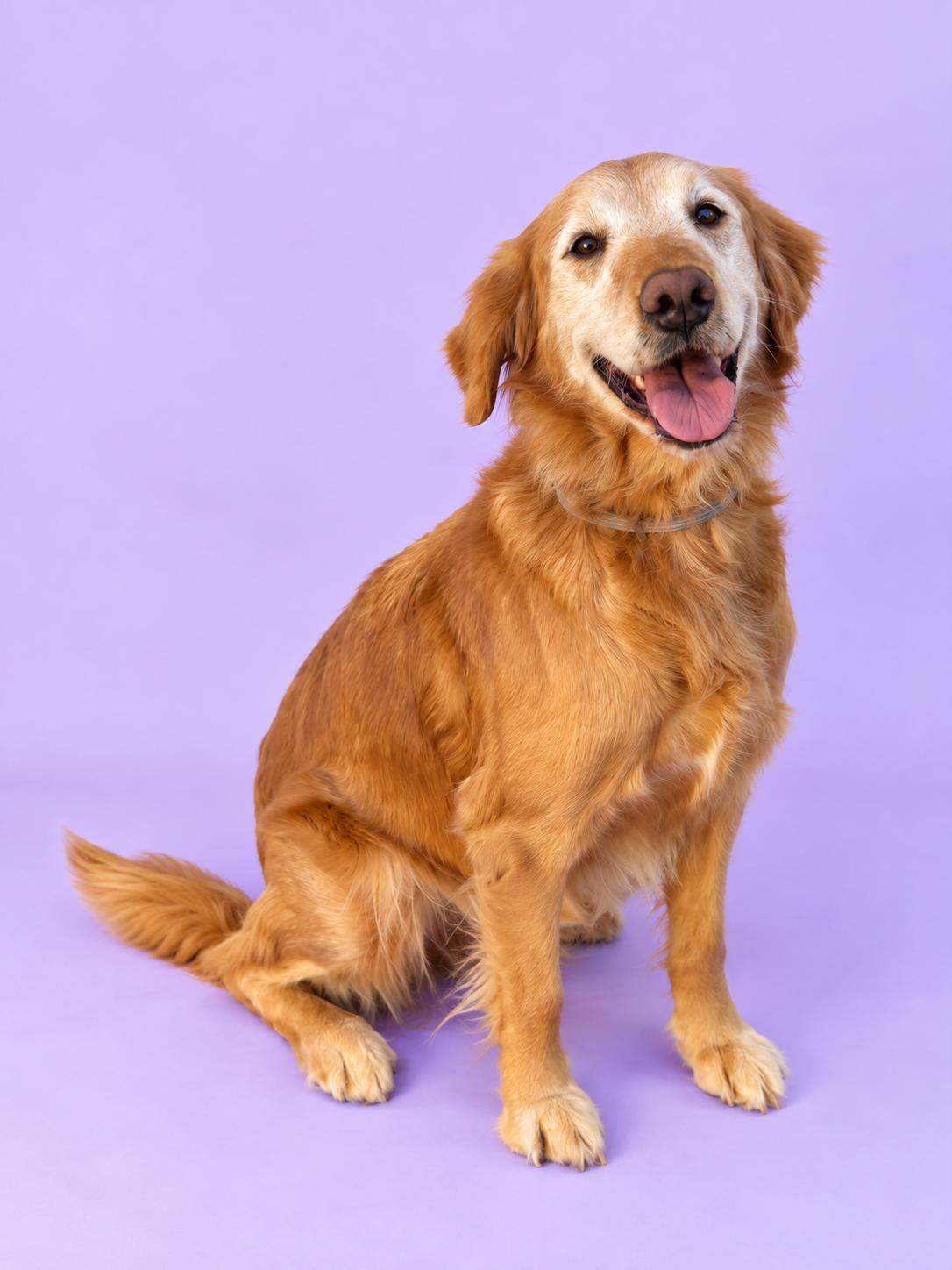 Maya, Adopted, Senior Female Golden Retriever.