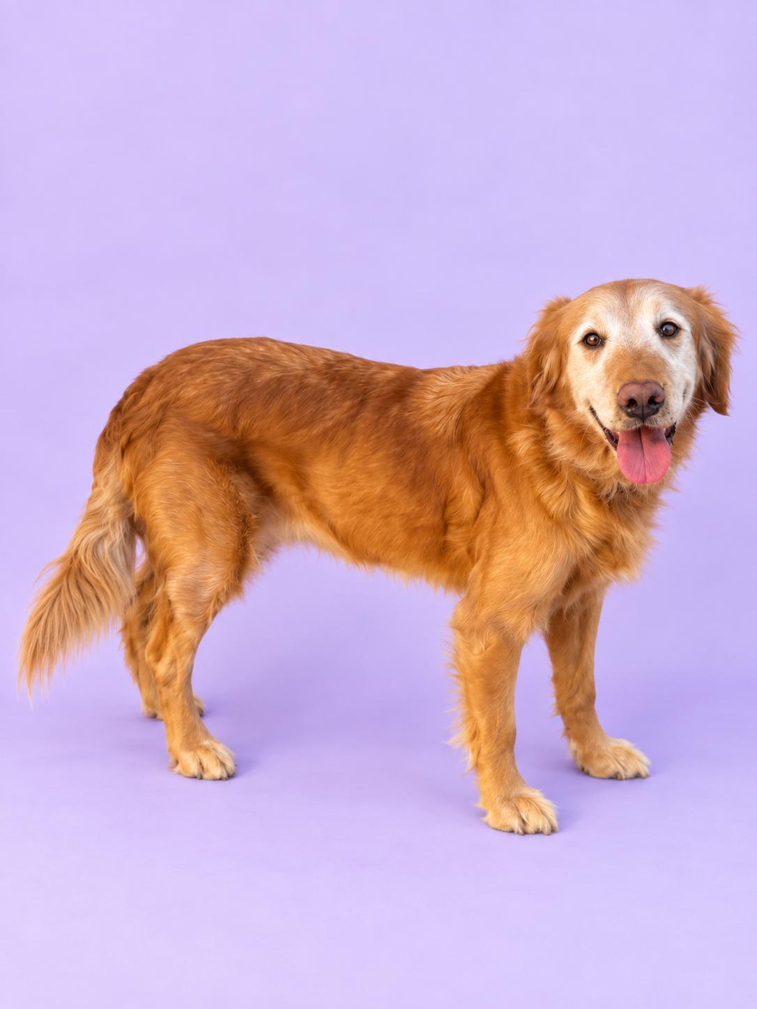Enlarge Maya, a Adopted Golden Retriever in Palo Alto, CA image 2/3