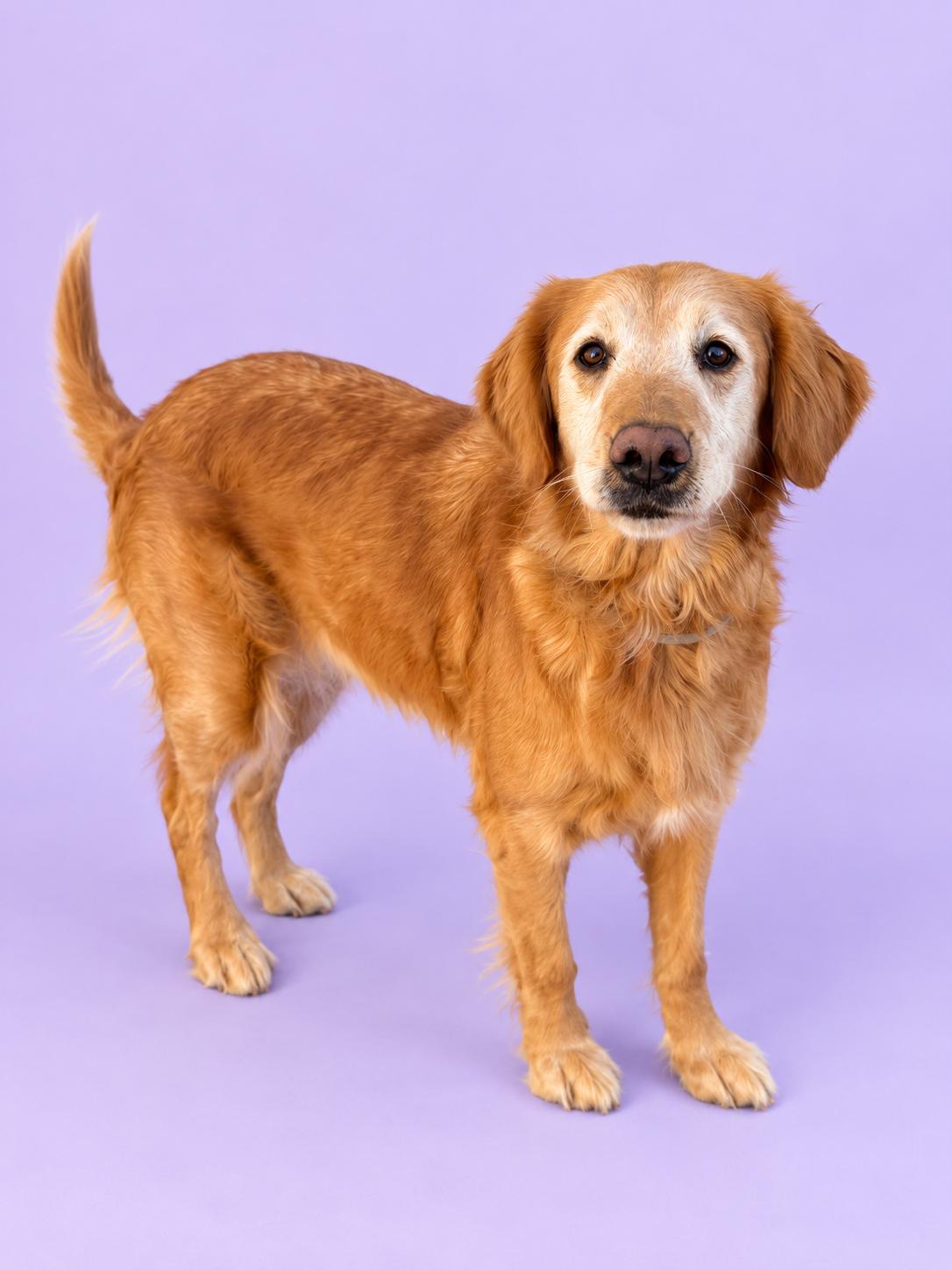 Enlarge Maya, a Adopted Golden Retriever in Palo Alto, CA image 3/3