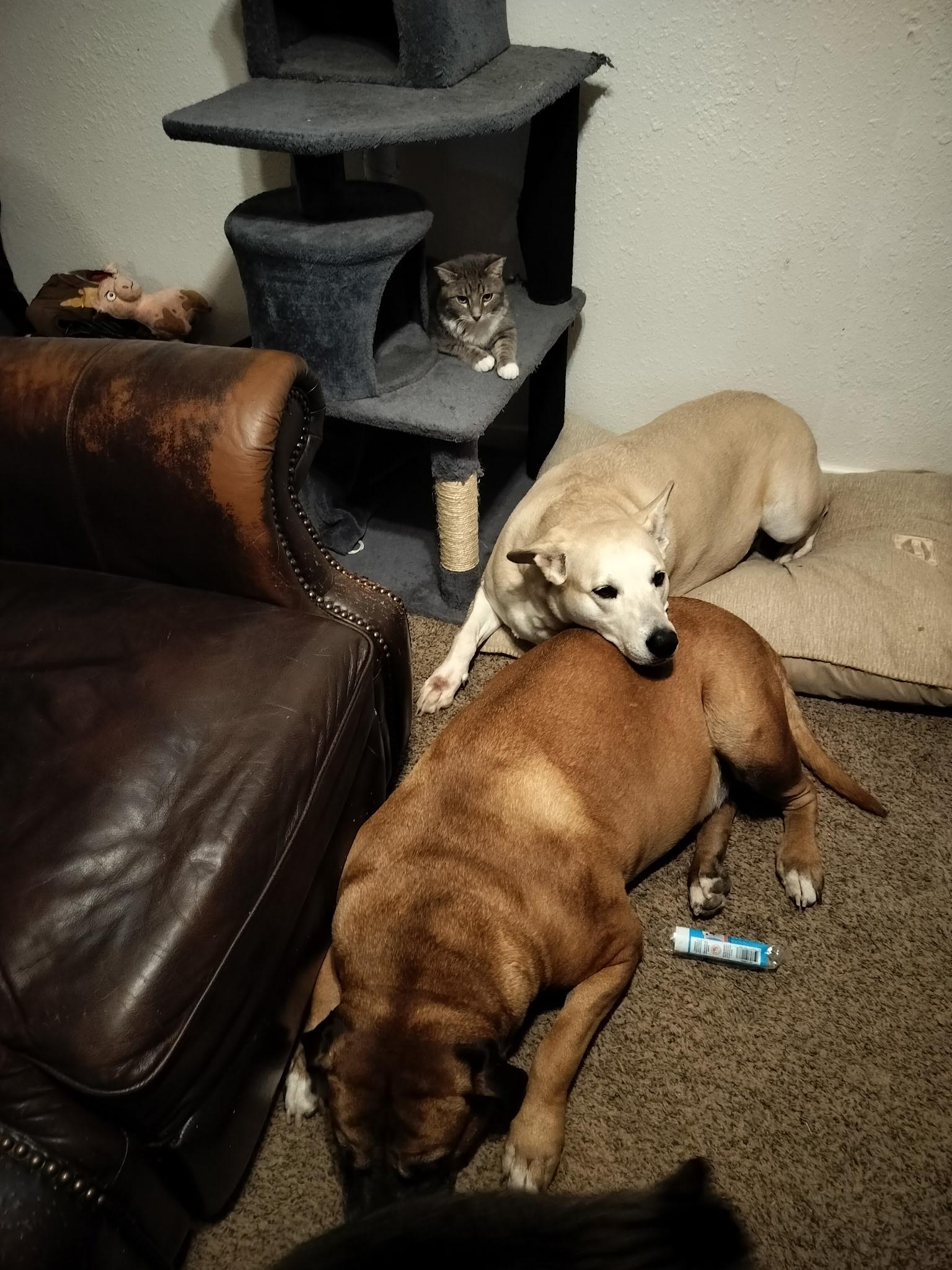 Enlarge Zeus, a ADOPTABLE Domestic Short Hair in Lubbock, TX image 3/5