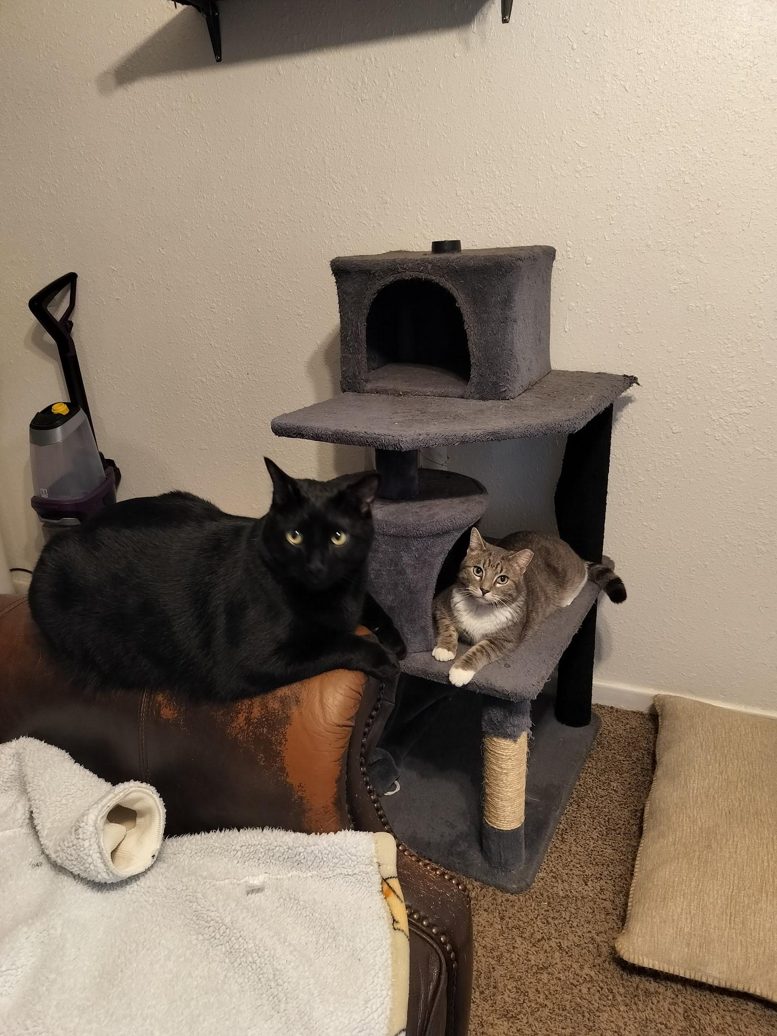 Enlarge Zeus, a ADOPTABLE Domestic Short Hair in Lubbock, TX image 4/5