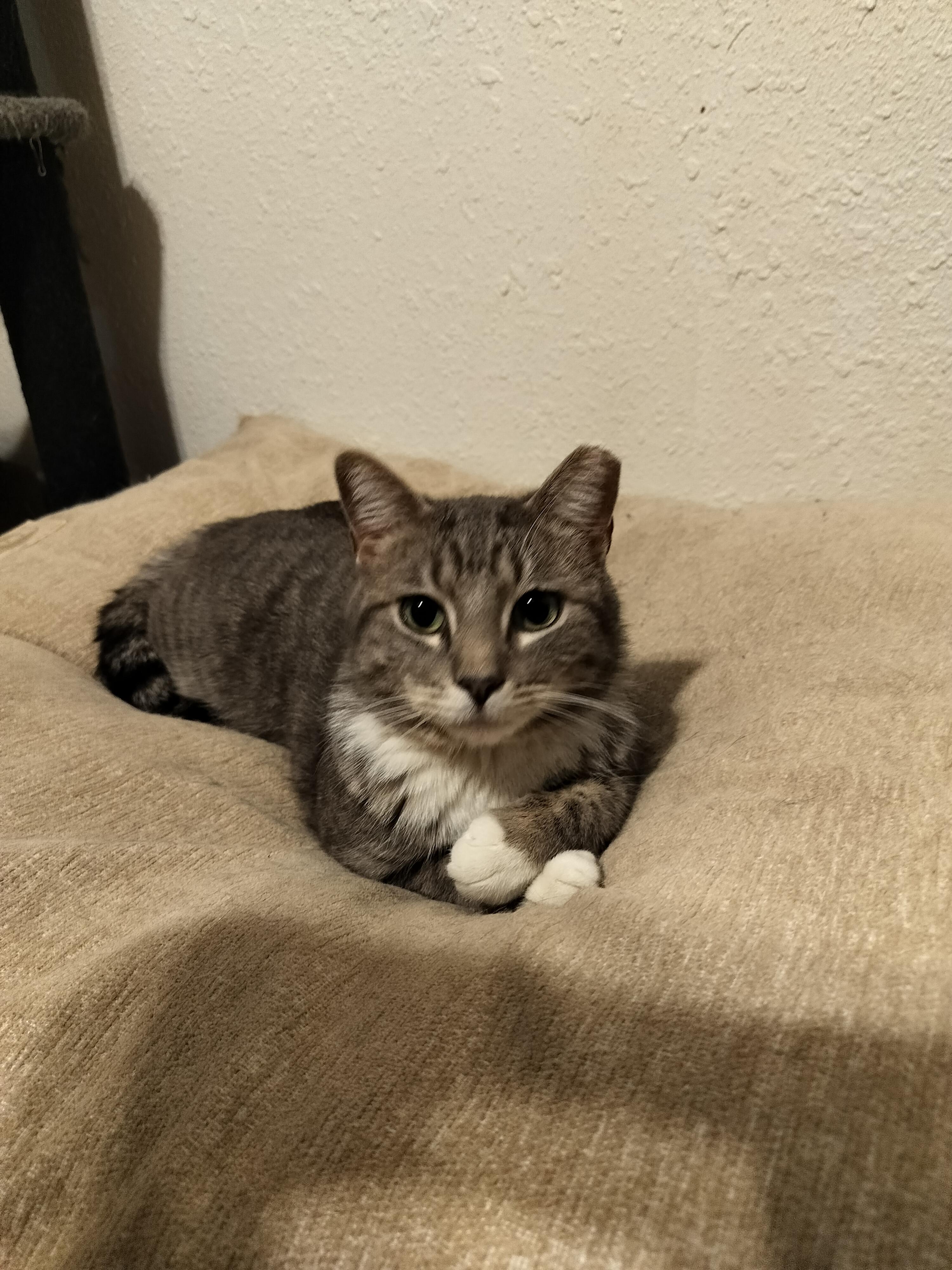 Enlarge Zeus, a ADOPTABLE Domestic Short Hair in Lubbock, TX image 2/5