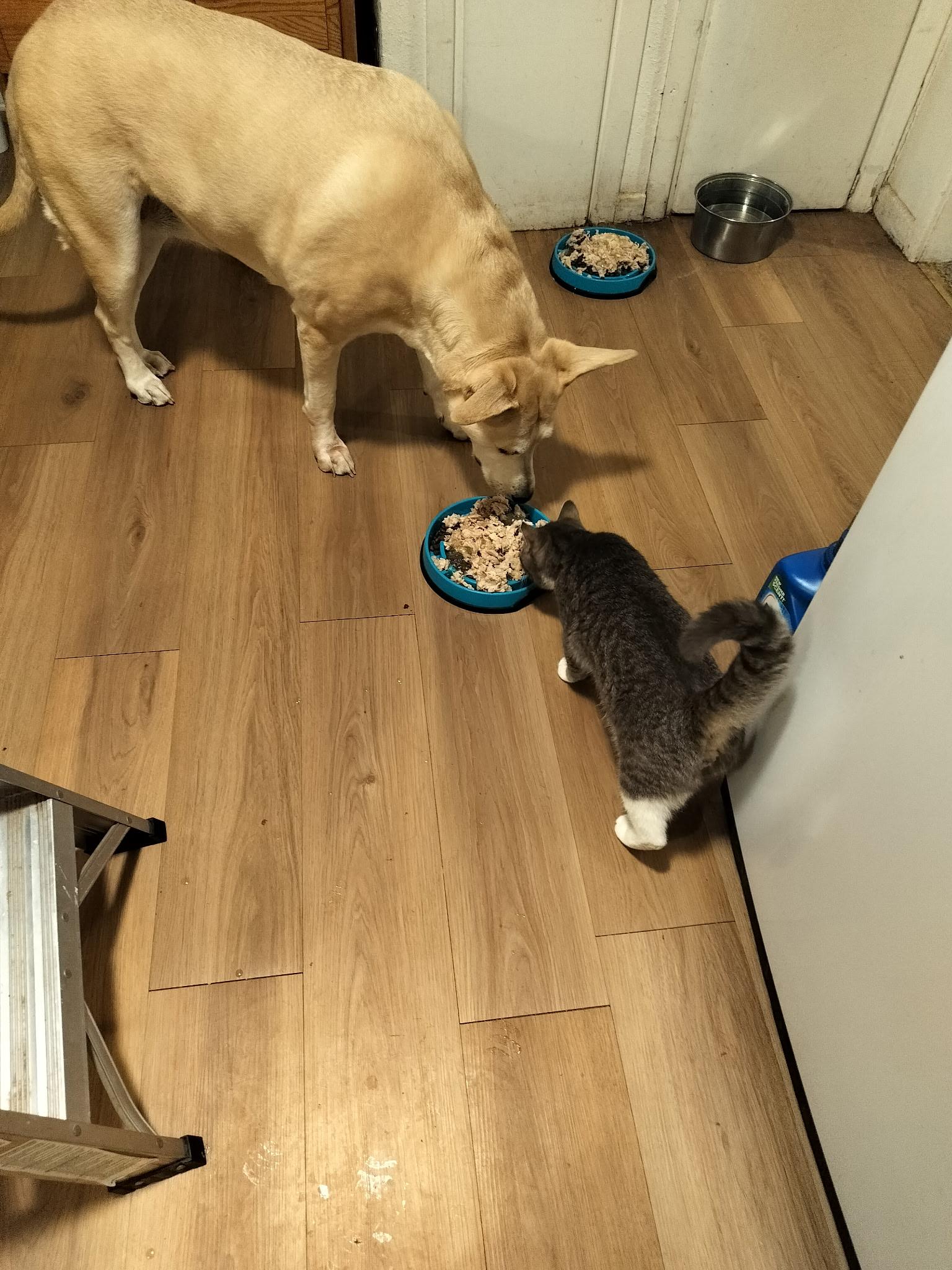 Enlarge Zeus, a ADOPTABLE Domestic Short Hair in Lubbock, TX image 5/5