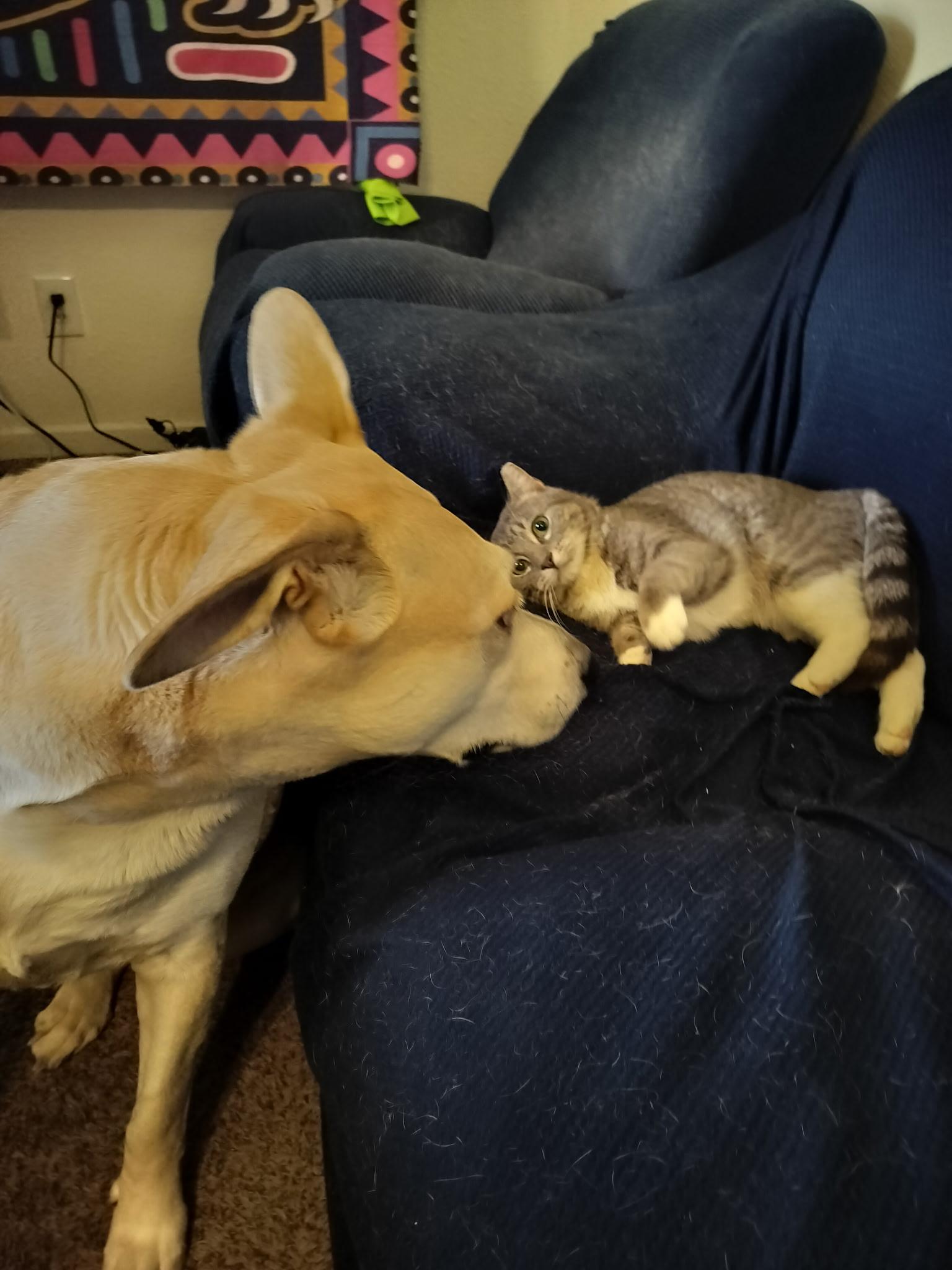 Zeus, ADOPTABLE, Adult Male Domestic Short Hair.