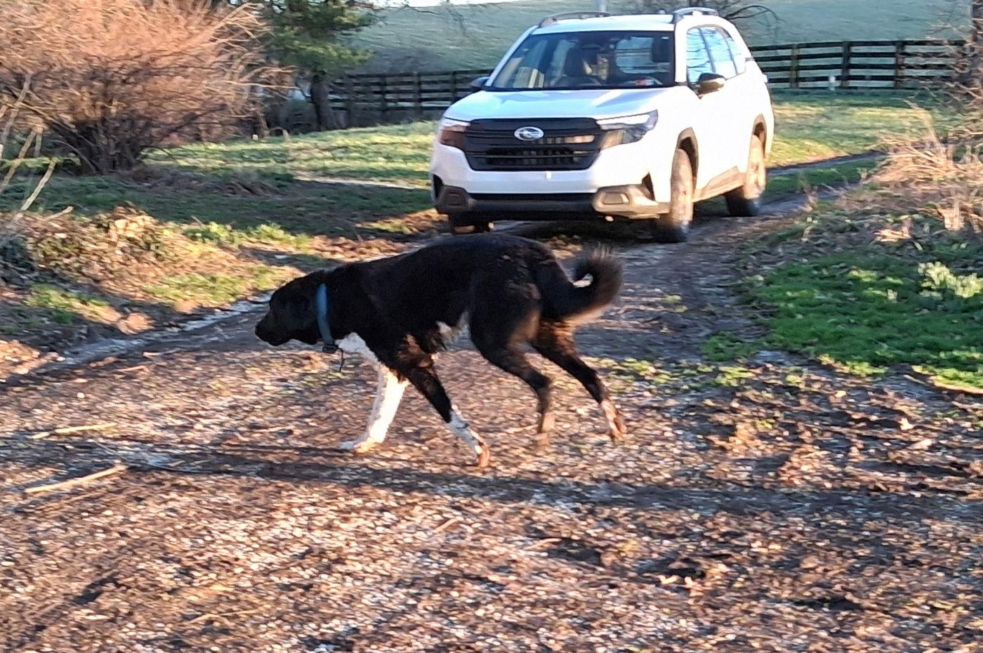 Ahab, Adopted, Puppy Male Anatolian Shepherd & Australian Shepherd.