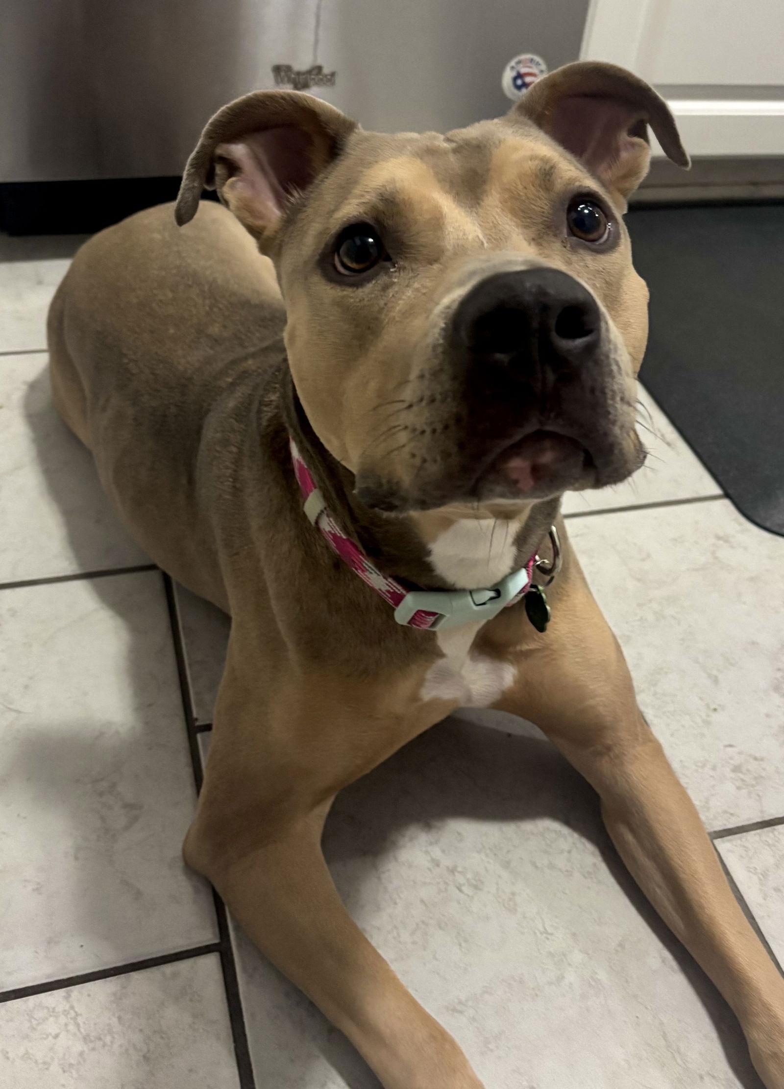 Miss Bean, Adoptable, Adult Female Pit Bull Terrier.