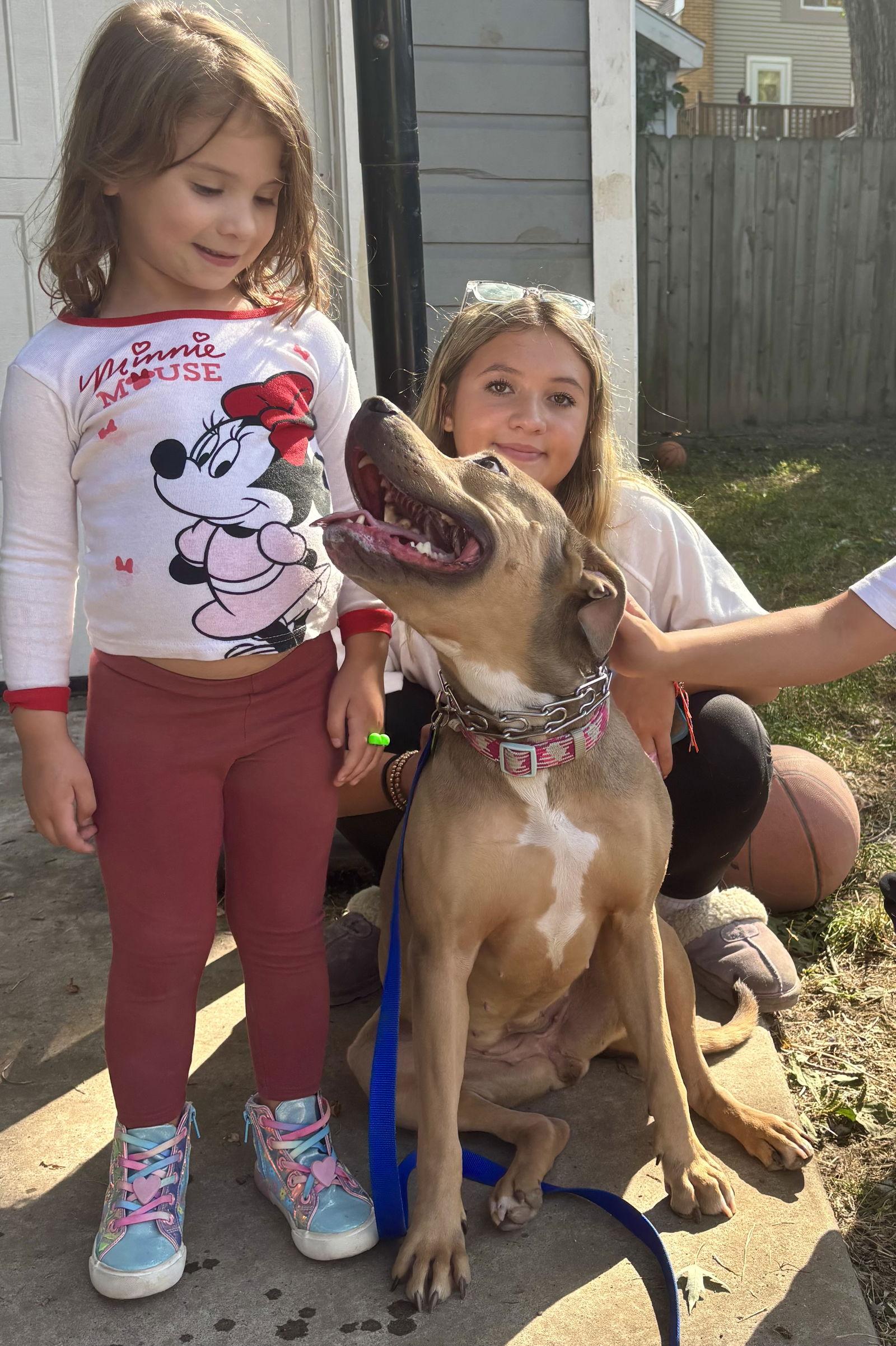 Miss Bean, a Adoptable Pit Bull Terrier in Tonawanda, NY image 2/3