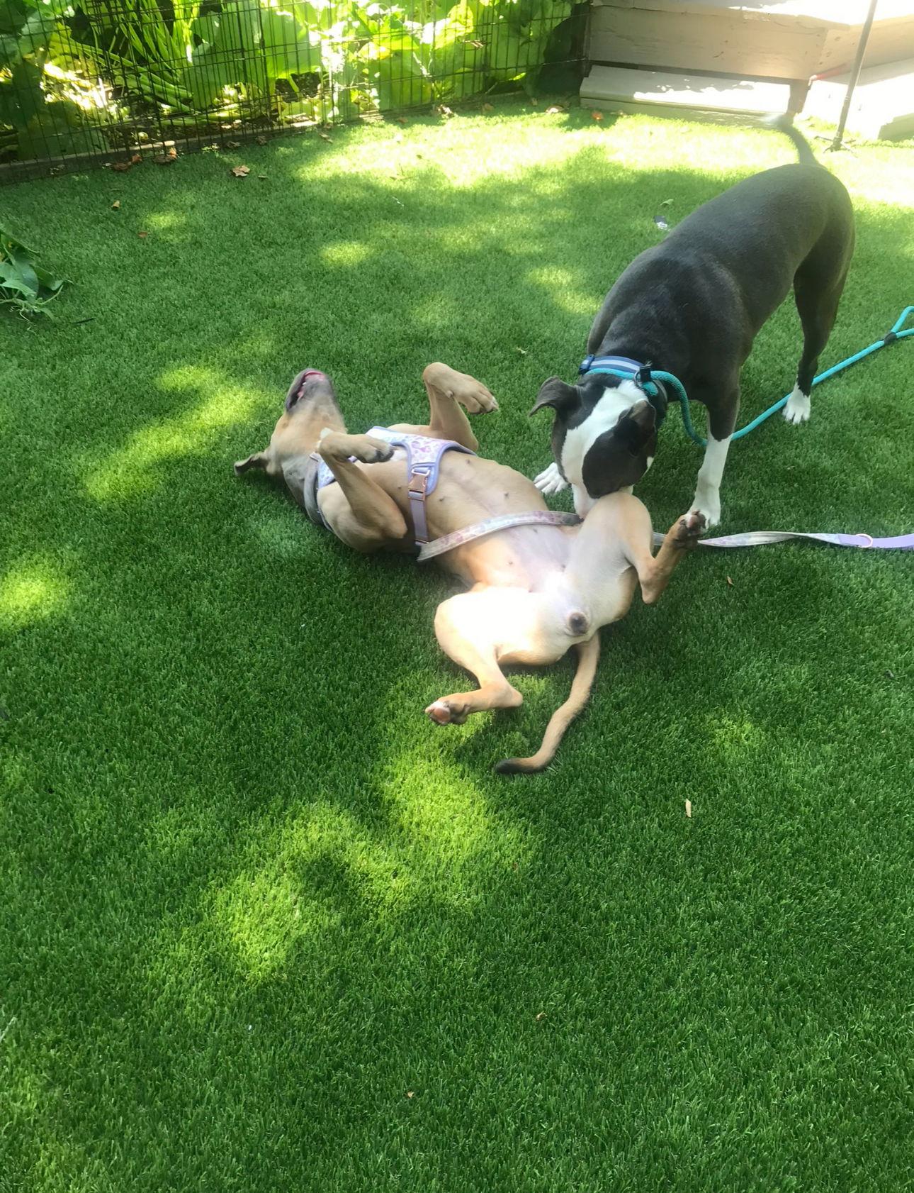 Miss Bean, a Adoptable Pit Bull Terrier in Tonawanda, NY image 3/3