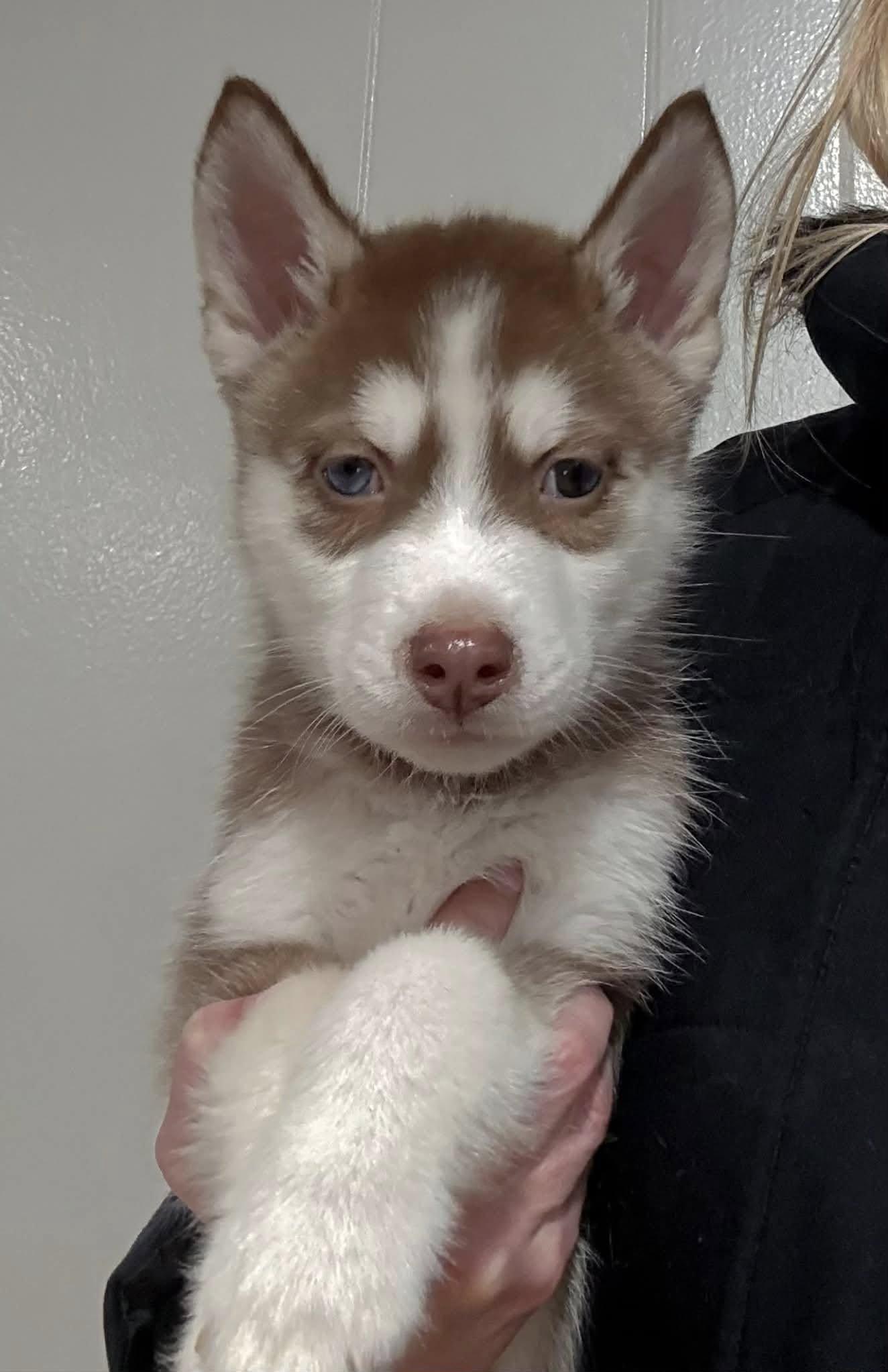 Schuss, Adoptable, Puppy Female Husky.